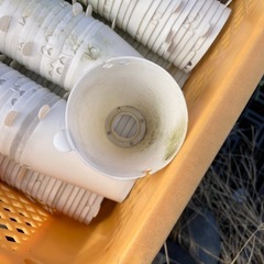 すくすくカップ24の画像