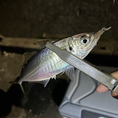 博多湾奥アジング仲間募集！
