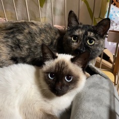 🌟正式譲渡決定致しました🙏シャム&さび  生後5か月 美人の姉妹...