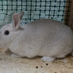 白うさぎ・こげちゃうさぎの里親様募集です
