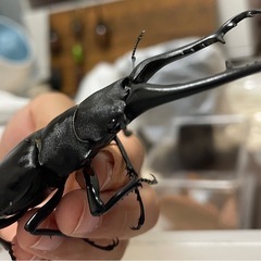 オオクワガタ、ヒラタクワガタ、ダイオウヒラタ、ババオウゴンオニクワガタ、ギラファノコギリクワガタ、グラントシロカブトの画像