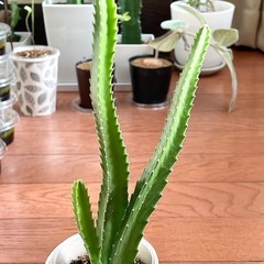 ガガイモ　王犀角 ①