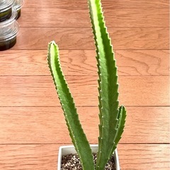 ガガイモ　王犀角 ②   抜き苗で