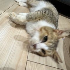 里親募集 メスの子猫です