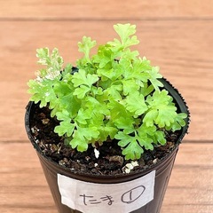 胞子培養　タマシダ ①