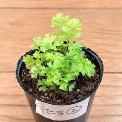 胞子培養　タマシダ ②