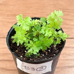胞子培養　タマシダ ③