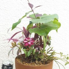ツワブキのある寄せ植え