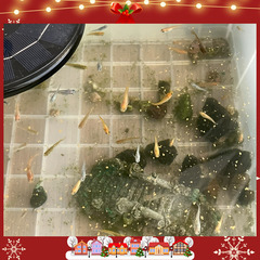 【メダカとクリスマス】ブランドめだか 若魚・稚魚 最後の100匹