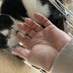 黒白くん - 猫