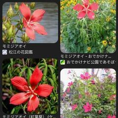 種　モミジアオイ