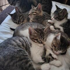 生後2ヶ月くらいの子猫5匹+ママ猫ちゃん