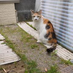 三毛猫ちゃん - 秋田市