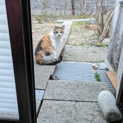 三毛猫ちゃん - 猫
