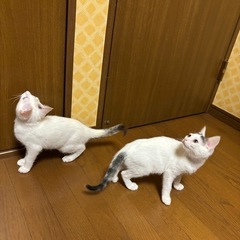 シャムミックスのブルーアイの女の子♡ - 猫