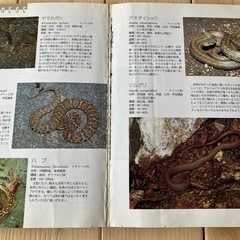 爬虫類🦎図鑑の画像