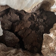 カブトムシ　幼虫用の餌　マット