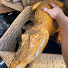 ワニの剥製の画像