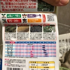 玉ねぎの苗の画像