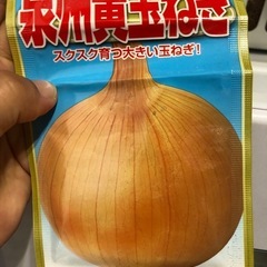 玉ねぎの苗