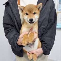 里親募集中☆豆柴♂プルプルくん