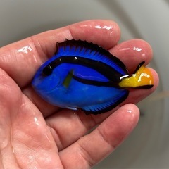 ナンヨウハギ②