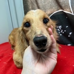 里親募集中☆ミニチュアダックス♀ララちゃん
