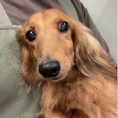 里親募集中☆ミニチュアダックス♂ジローくん