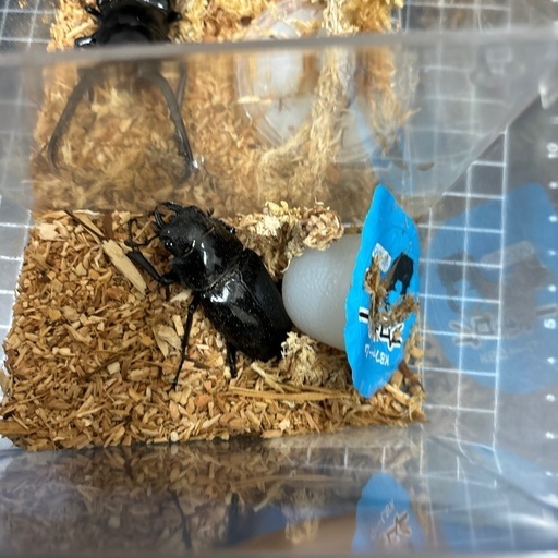 ギラファノコギリクワガタ(ペア)
