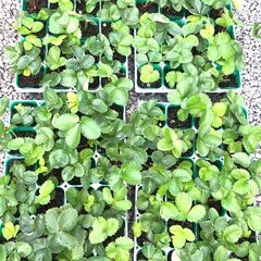 イチゴの苗 【１０株で１０００円】2024-３６《受渡完了》