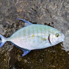 ルアー、釣った魚で遠征費！ - 横浜市