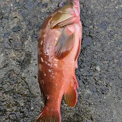 ルアー、釣った魚で遠征費！ - 友達