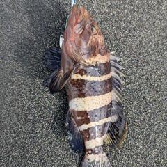 ルアー、釣った魚で遠征費！ − 神奈川県