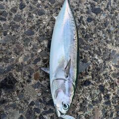 ルアー、釣った魚で遠征費！