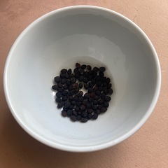 おしろい花タネ　あか