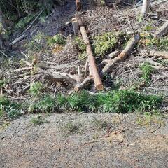倒木の画像