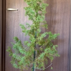 クリスマスツリー、シンボルツリーに