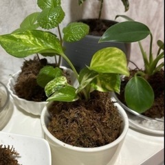 苔玉1つ800円