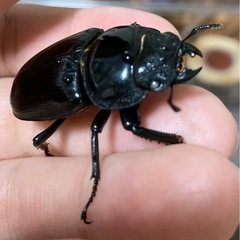国産
オオクワガタ(ホワイトアイ)メスの画像