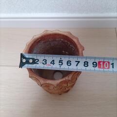 鉢　塊根植物の画像