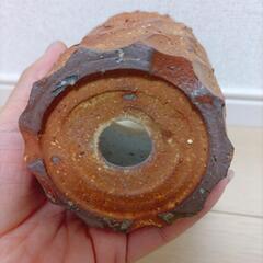 鉢　塊根植物の画像