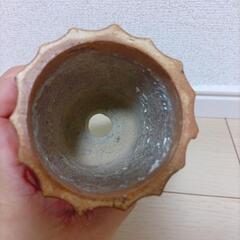 鉢　塊根植物の画像