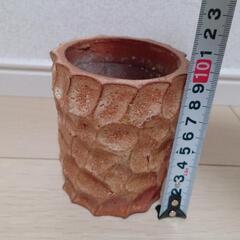 鉢　塊根植物の画像