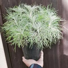 作り込み！シルバーリ―フのアルテミシア！　