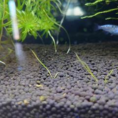 シーグラス系　水草の種の画像