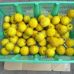 柚子　3kg