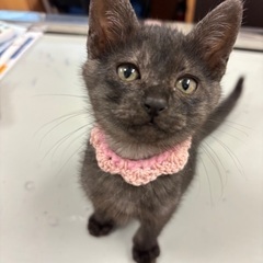 (里親さん決定✨)とっても甘えん坊　すみちゃん🐈‍⬛🩷