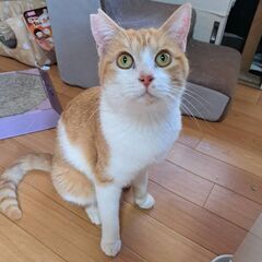 猫らしく気まぐれな子♪気の向くまま横にピッタリ^^
