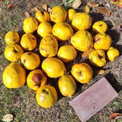 完全無農薬　かりん【値下げ】の画像