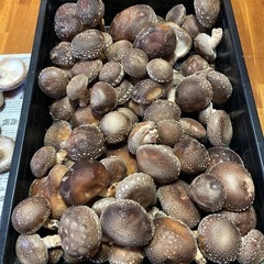 原木椎茸　生椎茸